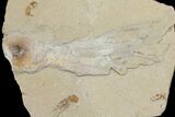 Cretaceous Octopus (Palaeoctopus) With Pos/Neg - Lebanon #145230-1